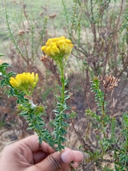 Euryops virgineus