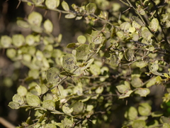 Capparis rotundifolia