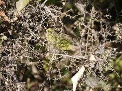 Capparis rotundifolia