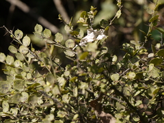 Capparis rotundifolia