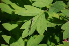Coenagrion puella