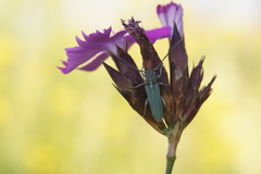 Phytoecia caerulescens