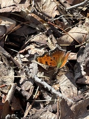 Polygonia progne