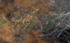 Aristida meridionalis