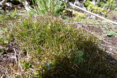 Schoenus maschalinus