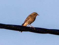 Phoenicurus phoenicurus