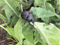 Lethrus apterus