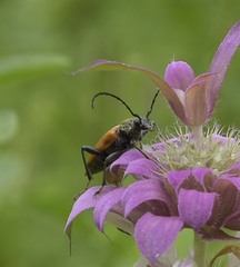 Trigonarthris atrata