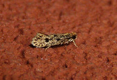 Niditinea fuscella