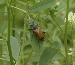 Trigonarthris atrata