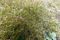 Schoenus maschalinus