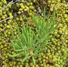 Phemeranthus calcaricus