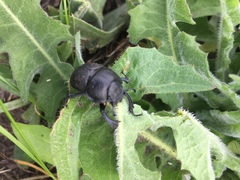 Lethrus apterus