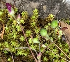 Phemeranthus calcaricus