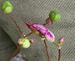 Phemeranthus calcaricus