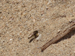 Bembix formosana