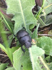 Lethrus apterus