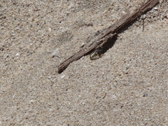Bembix formosana