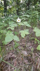 Fragaria moschata