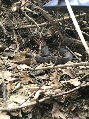 Northern Cottonmouth photographed in Mississippi
