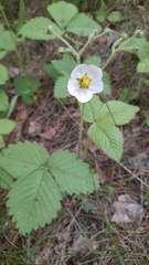 Fragaria moschata