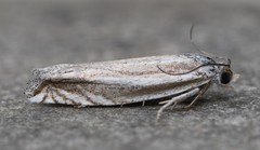 Eucosma striatana