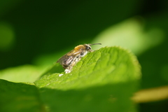 Andrena helvola
