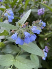 Symphytum caucasicum