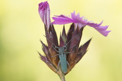 Phytoecia caerulescens