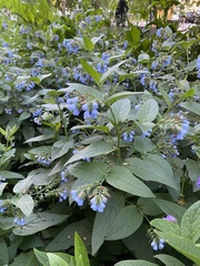 Symphytum caucasicum