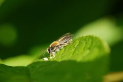 Andrena helvola
