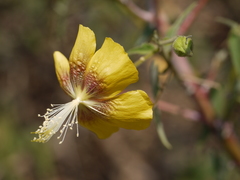 Abutilon persicum