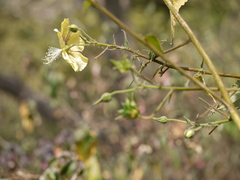 Abutilon persicum