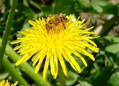 Apis mellifera