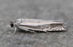 Eucosma striatana