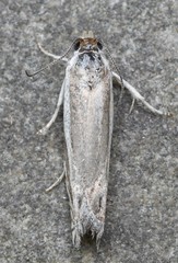 Eucosma striatana