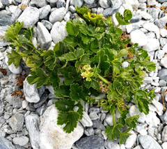 Apium prostratum denticulatum