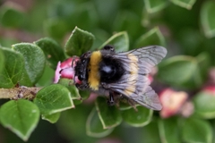 Bombus