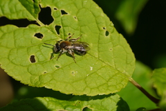 Andrena helvola