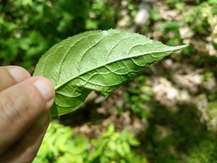 Aulagromyza orbitalis