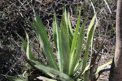 Agave rhodacantha