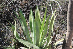 Agave rhodacantha
