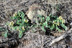Astragalus iodanthus