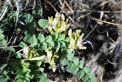 Astragalus iodanthus