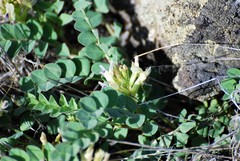 Astragalus iodanthus