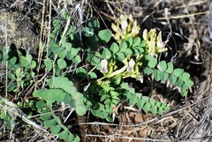 Astragalus iodanthus