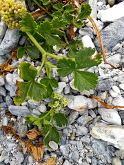 Apium prostratum denticulatum