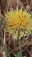 Centaurea collina