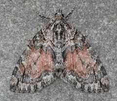 Hydriomena perfracta