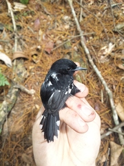 Microrhopias quixensis